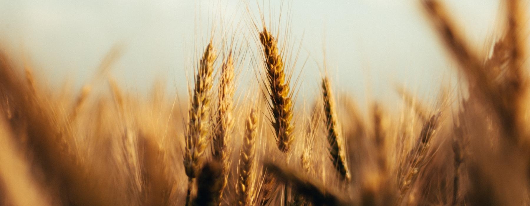 close up of a wheat field